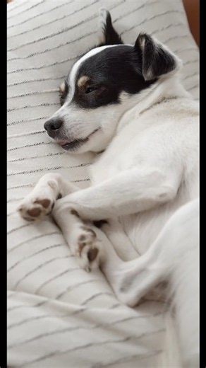 Why Does Your Dog Move Around While Sleeping? #shorts #animalfacts #doglove #pets