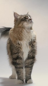 Good news, cat parents — Now Fresh Good Gravy is now available for cats! 😻 Choose from two crave-worthy new recipes, coated in savoury turkey bone broth. Serve dry or just add water for a mealtime gravy they’ll pounce on. 🍲❤️ | Now Fresh Pet Food