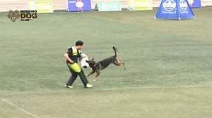 20K views · 297 reactions | The 2nd IPO Vietnam Working Dog Club Trial // Hà Nội // 01.12-03.12.2017 // Judge: Edgar Scherkl Watch all videos here: https://www.working-dog.com/results-category/100474/Viet-Nam-working-dog-trial | Working-dog | Facebook