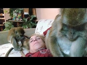 Macaque Brothers Tending To Their Human ASMR