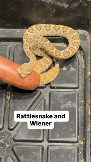 Joe Richards on Instagram: "Rattlesnake approached by wiener #reptile #snake #food"