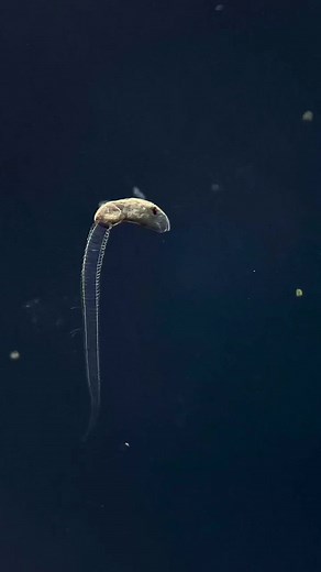 Friendly parasite 🦠 #microscope #🔬 #biology #science #parasite #fyp #lake #life #nature #microscopy #closeup #worm #weird #water #foryou #wow #🤯