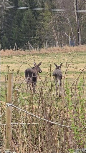 We saw a moose family 🫎 | Vikinger