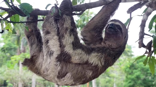 Watch what happens when a sloth falls from a 100-foot tree