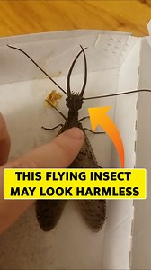 Exploring the Dobsonfly – Nature’s Aquatic Predator #virals #fypシviralシ2024 #fypシ | Funtooo