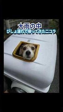雨でびしょ濡れのニコラ #ジャックラッセル #いぬのいる生活