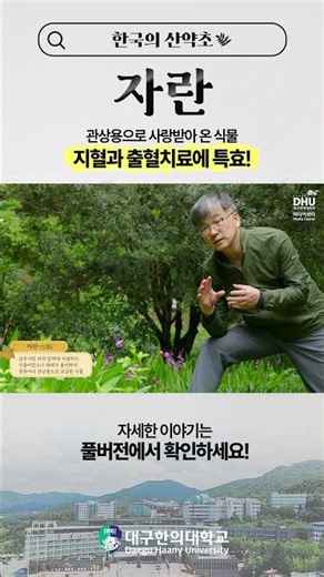 [한국의 산약초] Ep.15 관상용으로 사랑받아 온 자란, 지혈과 출혈 치료에 특효! | 한의학과 서부일 교수 (글로컬대학)