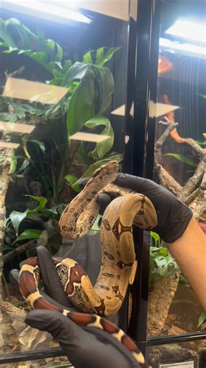 1K views · 14 reactions | ✨ Meet Our Stunning Suriname Red-Tailed...