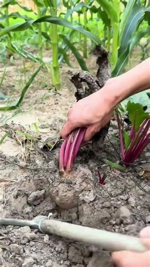 🍠 Beetroot Harvest: Digging Up Fresh Red Roots With a Hand Hoe! 🌿 #shorts