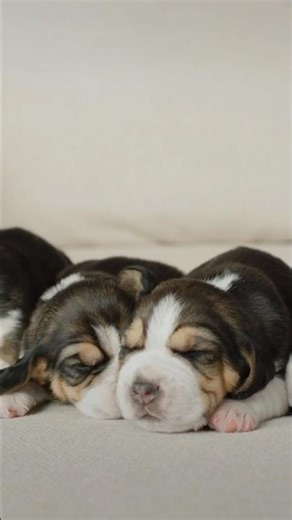 Cute Puppies Cuddling Together 🐶🐶 Peaceful Music #puppies #sleep