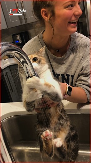Cat's Bath Time Struggle!