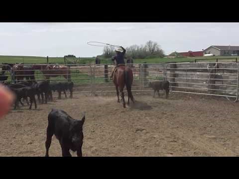 Dragging calves at a Montana branding