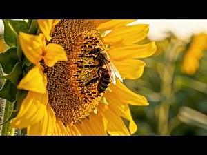Bee Pollination Scene | Free To Use