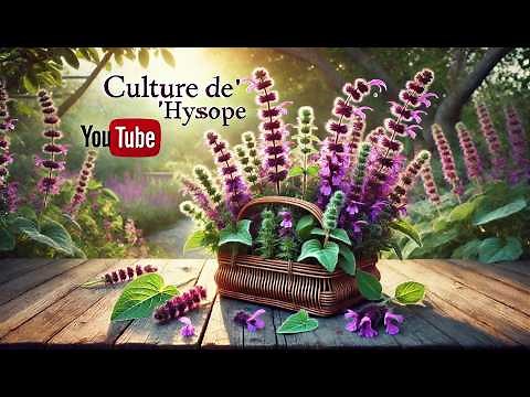 🌿 Growing Hyssopus Officinalis: From Sowing to Harvest [Complete Guide]