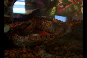 Watch Feeding Corn Snakes Mice&colon; Part 2 on Amazon Live