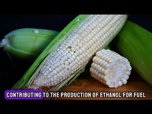 Corn Chronicles: A-Maize-ing Tales of the Humble Grain