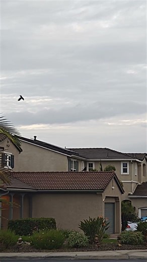Crow swooping another crow 🐦‍⬛