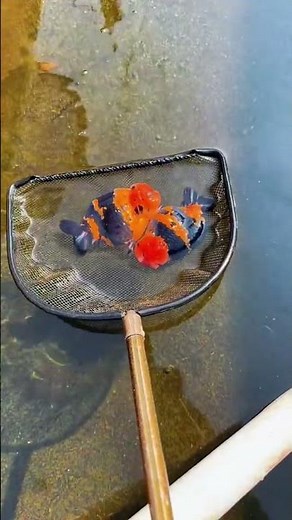 At noon when the temperature is at its highest, move the goldfish indoors! #goldfish #koi #aquarium
