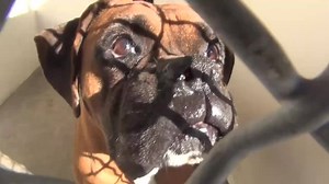 3.5K views · 311 reactions | He is stunning and sweet with gentle...