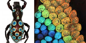 “Rainbow” weevil could hold the secret to generating nature’s colors in the lab