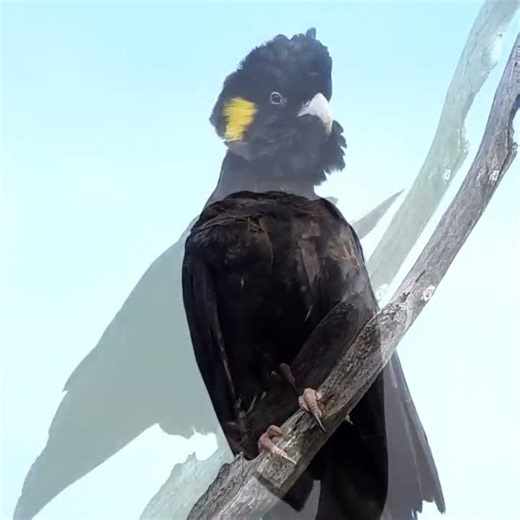 How to Identify a Female Yellow-tailed Black Cockatoo 🦜