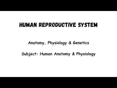 Human Reproductive System Explained | Menstrual Cycle, Pregnancy & Contraception