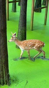 The Duckweed Dream 🍀🍀🍀 Hidden in Hangzhou’s Lin’an District, Qingshan Lake is more than a reservoir — it’s a living dream. 🌿✨ Many thanks to 筒筒单单 for these great impressions Here, towering pond & bald cypress trees rise straight out of the water, their roots submerged since the 1970s when they were transplanted from Hangzhou Botanical Garden. In autumn, the lake turns surreal: a neon-green carpet of duckweed spreads between the trunks, creating a floating forest that feels otherworldly. 🍃🌊