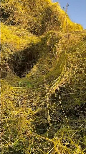 The War on Cuscuta: Effective Control Methods for Parasite