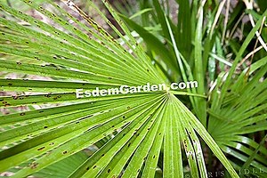 Chamaerops Humilis - Palma Enana 🌿 Todo Sobre Jardinería Y Diseño De Jardines - 2025