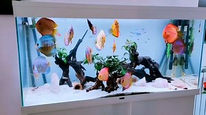 99K views · 811 shares | Amazing Discus Tank Set Up by Marco Marcelli. New Video. The light blue Background really brings out the Colors of the Discus. For a much better Quality please watch it on my youtube channel and subscribe: https://www.youtube.com/watch?v=cHUZkW7na7A | Volkers Discus Paradise Berlin | Facebook