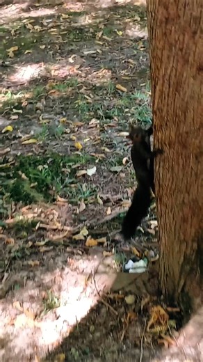 Squirrel Adventures: Watch This Cute Critter Run Wild! 🐿️