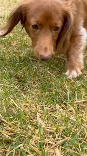 What are you searching for Milo? 🐶❤️‍🔥🐾