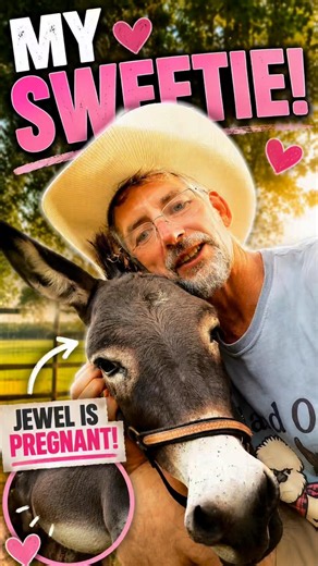 She’s the Sweetest Mini Donkey… and She’s Pregnant! ❤️🫏