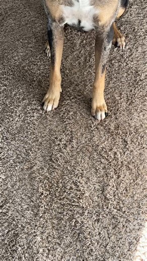 Of course I had to try this filter on Colt!!😂 Also, Colt and I will be going LIVE around 730pm CST tonight to celebrate 500k followers!! 🎉 | Colt Blue