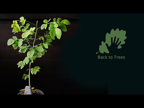 Samanea saman (Rain tree): 365 days time-lapse - from seed to bonsai