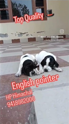 English pointer male Female puppy available 9418982000