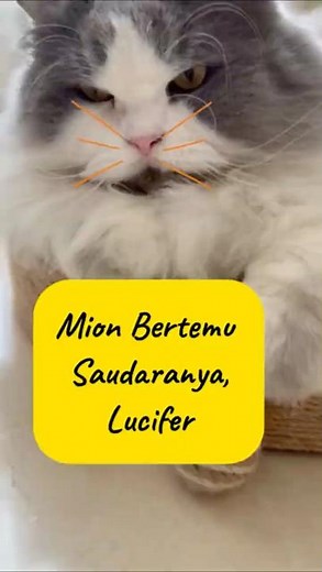 Meet MION, The Real life Cinderella Round cat, LUCIFER #cutecat #cuteanimal #funnycats #lucifer