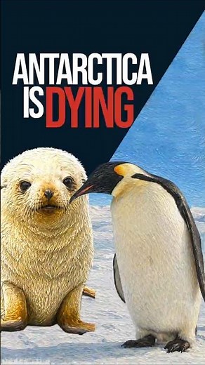 How Climate Change Is Killing Antarctica’s Penguins and Fur Seals