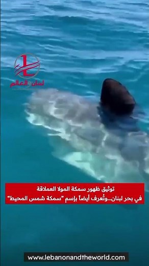 "Lebanon and the World": Giant mola fish appears in the Lebanese sea