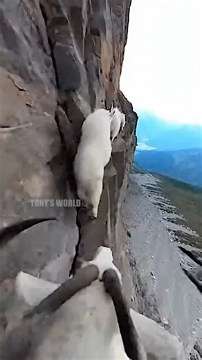 Hold on tight! Experience the breathtaking speed and agility of a mountain goat’s descent in this thrilling POV. Nature’s ultimate daredevil! 🐐⛰️ #AI | Tony's World