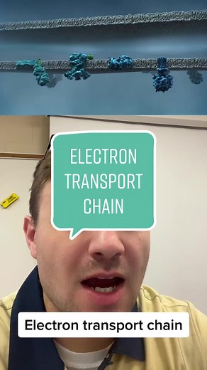 Understanding the Electron Transport Chain in Cellular Respiration