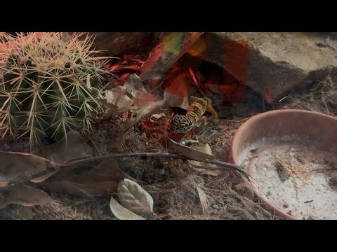 Feeding time for the Gecko!