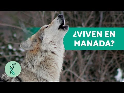 ¿Cuándo AULLAN los LOBOS? 🐺 (Características, Hábitat, Alimentación y Reproducción)