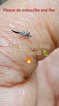 Tiny Thrips Insect Crawling on My Hand! 😱🐛 Macro Close-Up