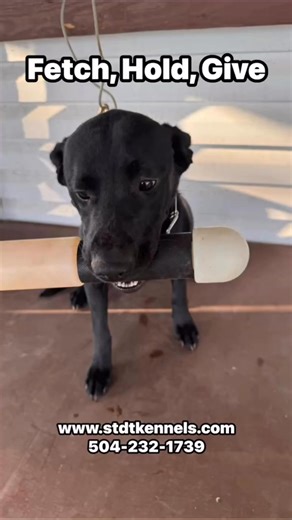 Southern Tradition Dog Training Obedience and Gun Dog Training School on Reels | Facebook