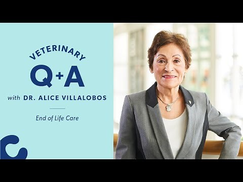 Pet Euthanasia & The Rainbow Bridge | Chewy Vet Q&A with Dr. Alice Villalobos