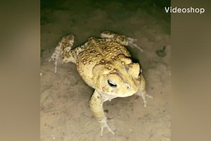 The mating call of Bufo Anaxyrus Americanus To help put you in your universe I will be sharing with you the nature you can acquaint yourself with and the world that I have been privy to and had chosen to surround myself with . One of the most commonly heard amphibian mating calls it is ￼ one of the most ubiquitous sounds of springtime in my area . At the end of this video is a map of the common range of this most remarkable toad . | Gateway Garlic Farms | Facebook