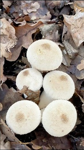 La Vescia: perchè è il fungo che scoppia! 💥 #funghi #curiosità #mushroom #micologia #nature