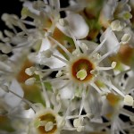 Timelapse de fleurs : de la graine à l'éclosion