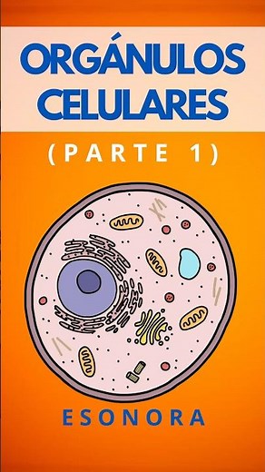 PARTES DE LA CÉLULA EUCARIOTA (parte I)